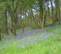 Bluebells in a local wood Bluebells in a local wood